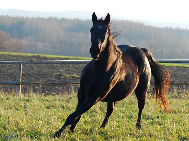 black horse running in field