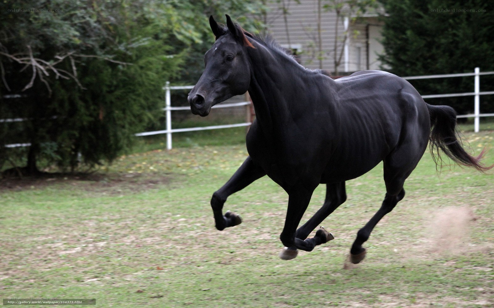 black horse running in field