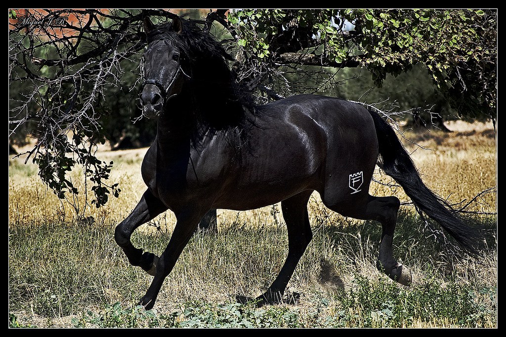 black horse running in field