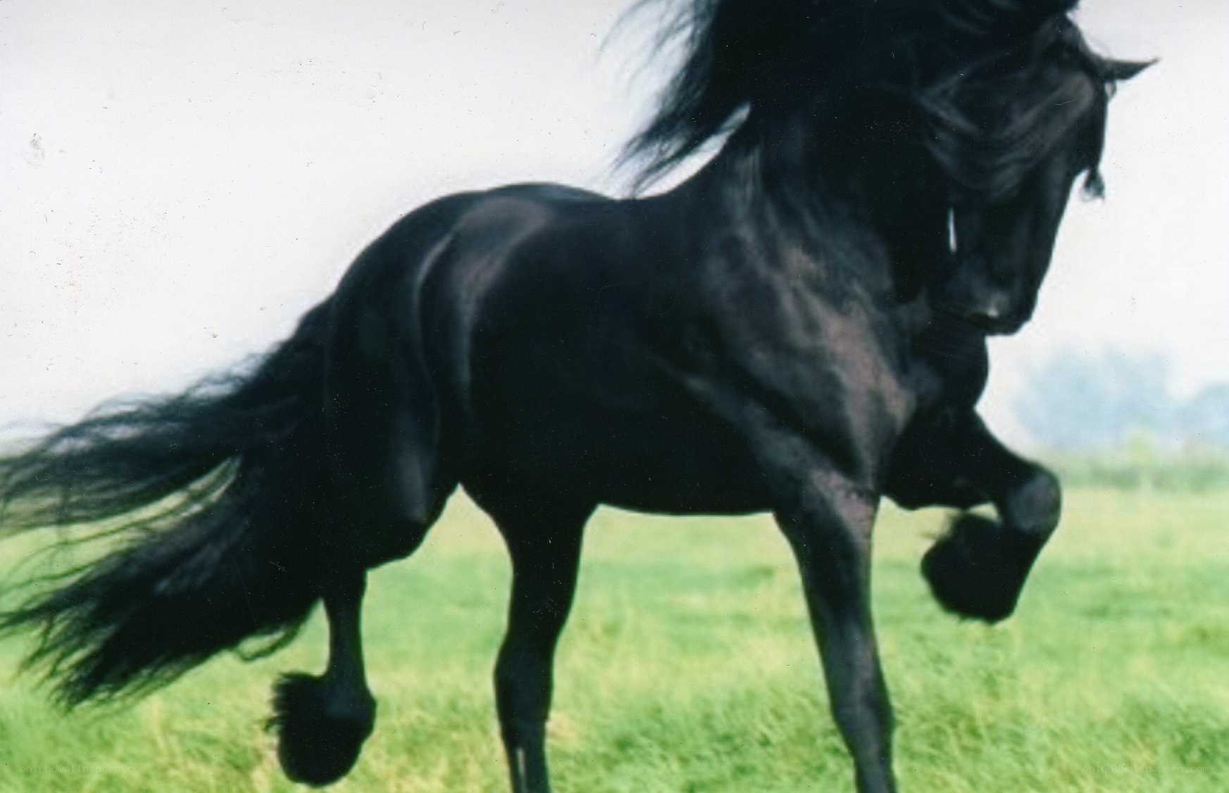 black horse running in field
