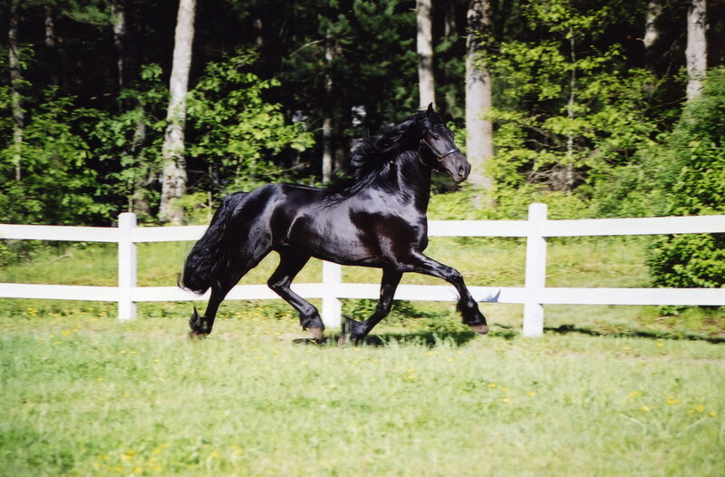 black horse running in field