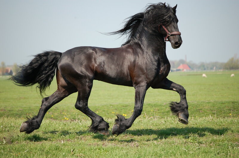 black horse running in field