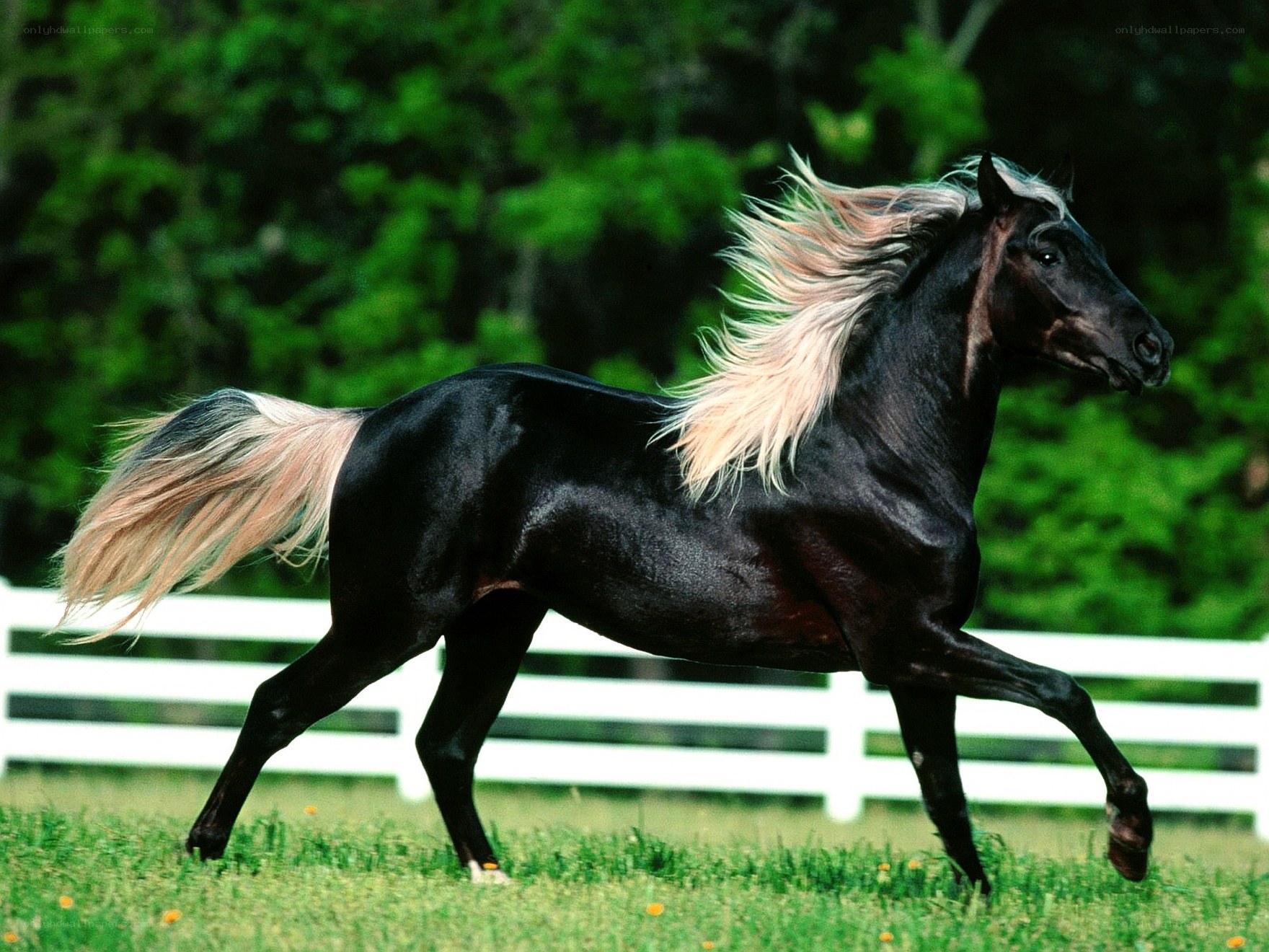 black horse running in field