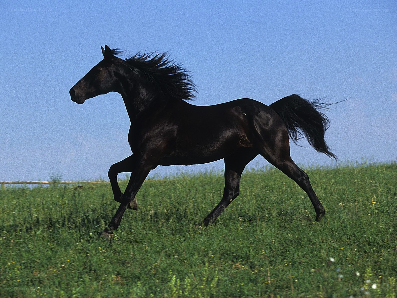 Black horse running in field