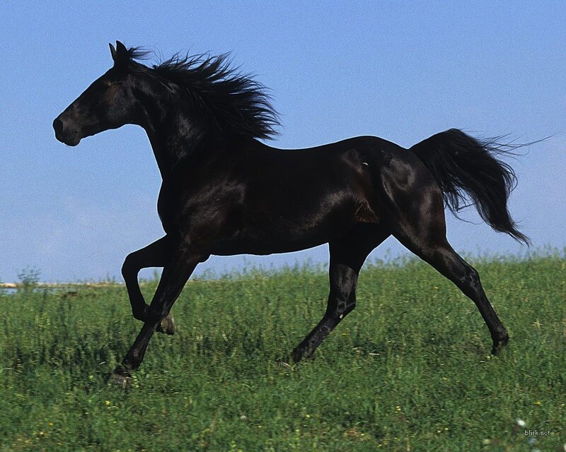 Black horse running in field