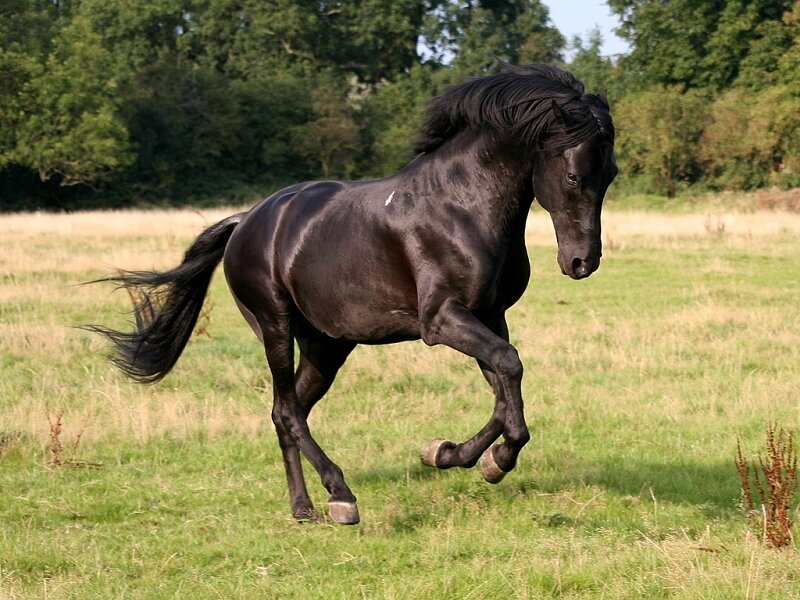 black horse running in field