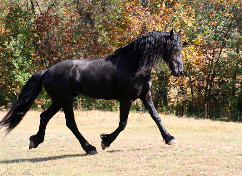 black horse running in field