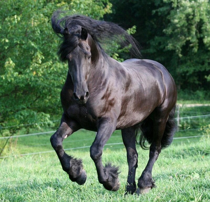 black horse running in field