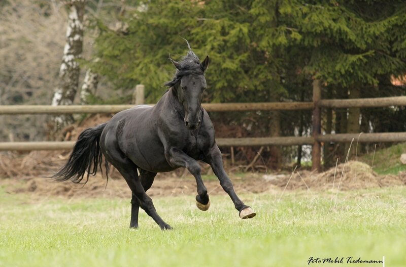 black horse running in field