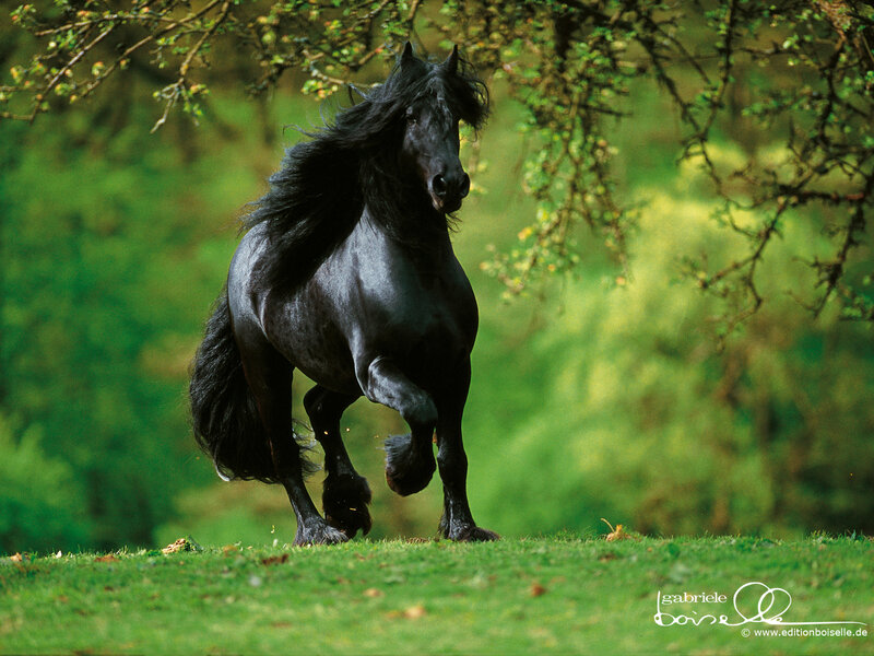 Black horse running in field
