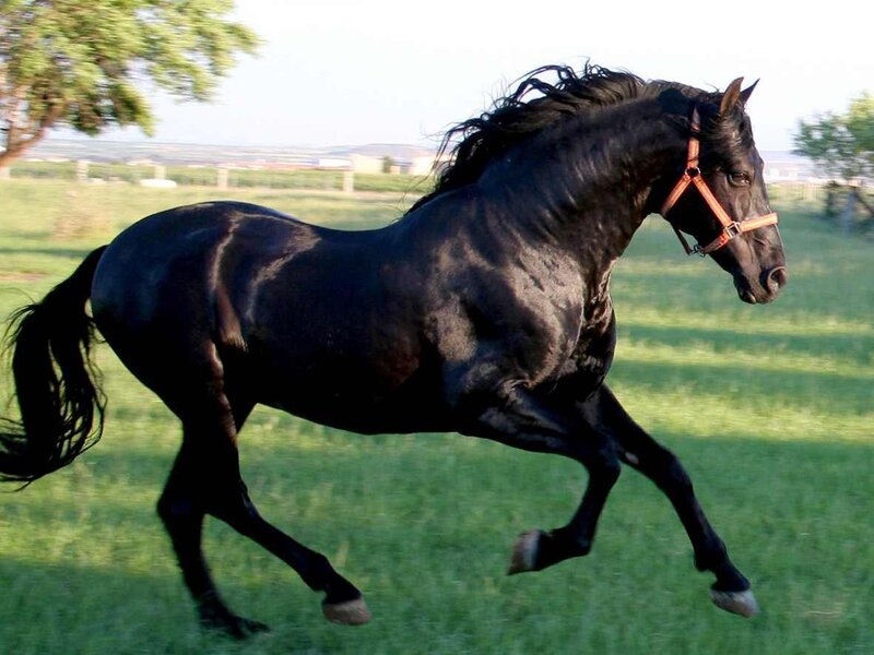 black horse running in field