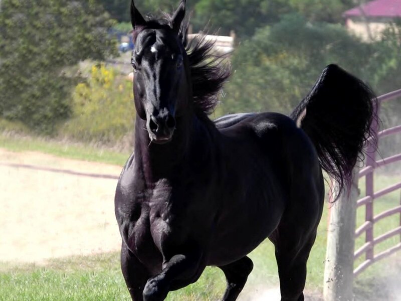 black horse running in field