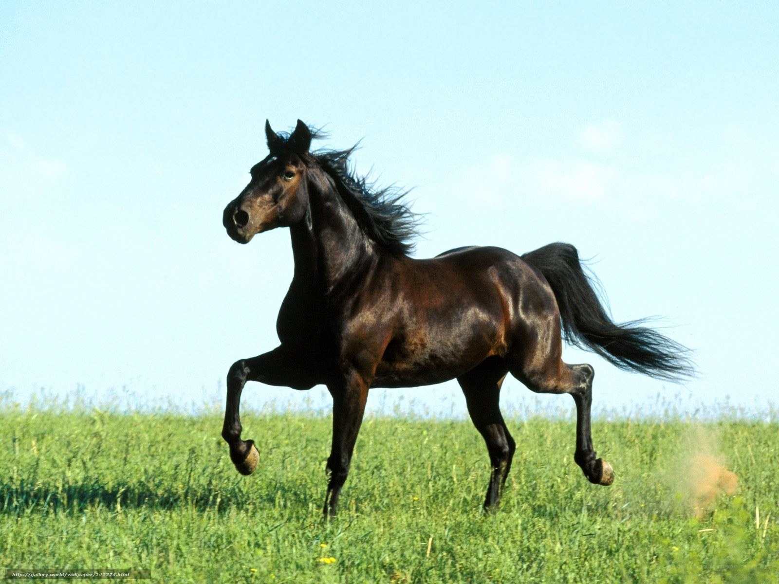 Black horse running in field