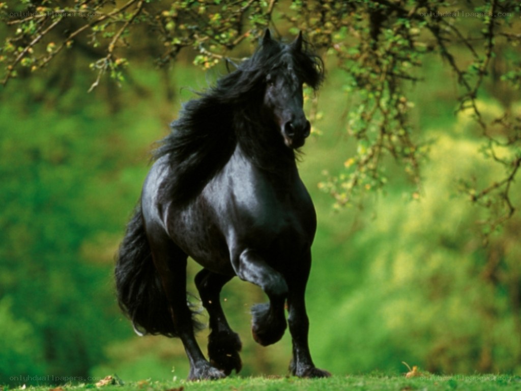 Black horse running in forest