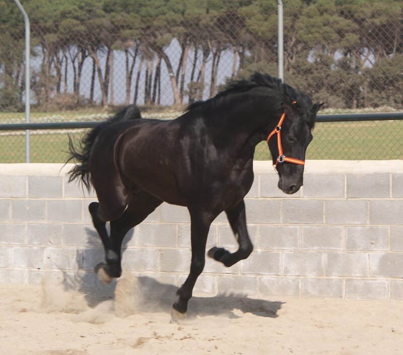 black horse running in sand