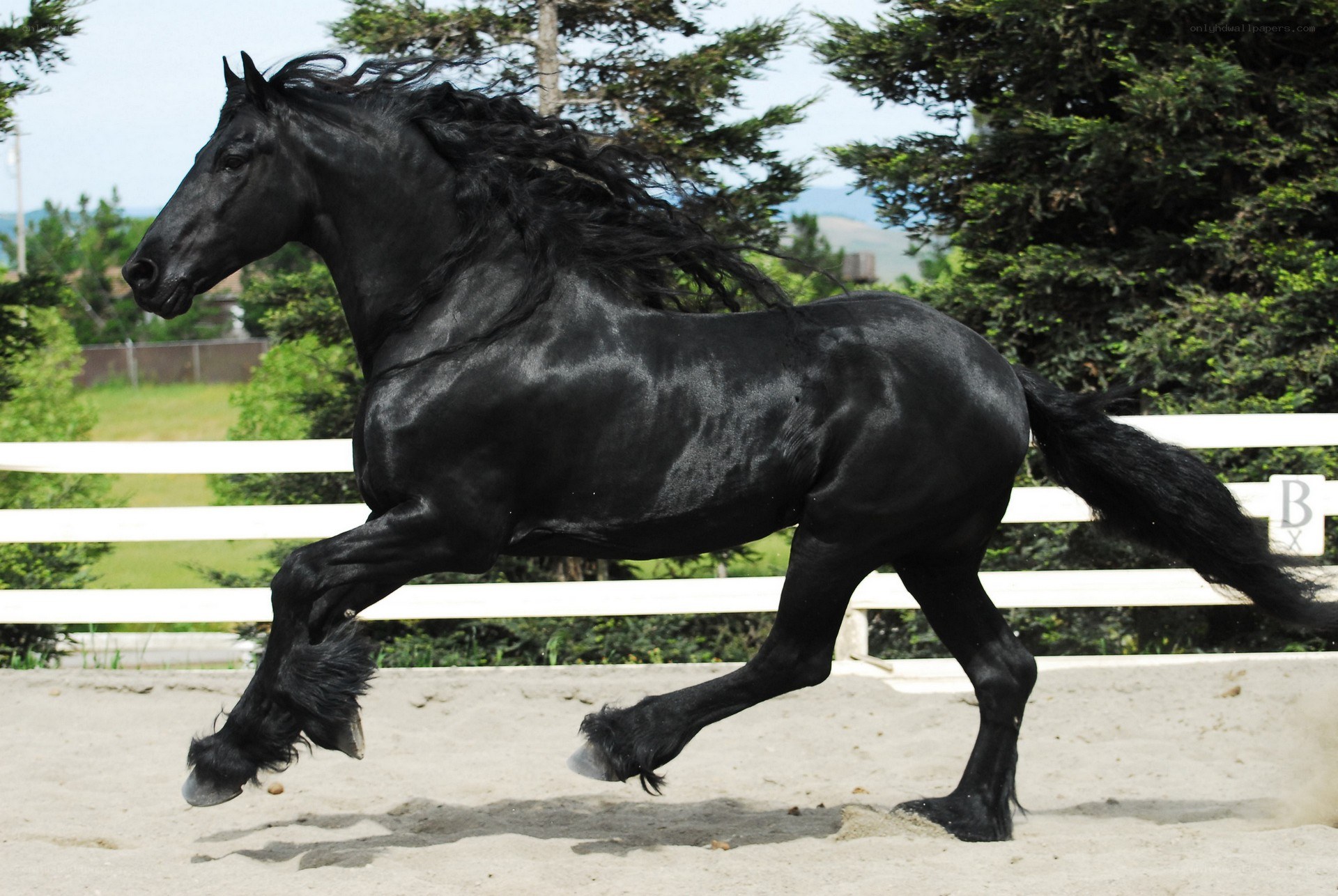 black horse running in sand