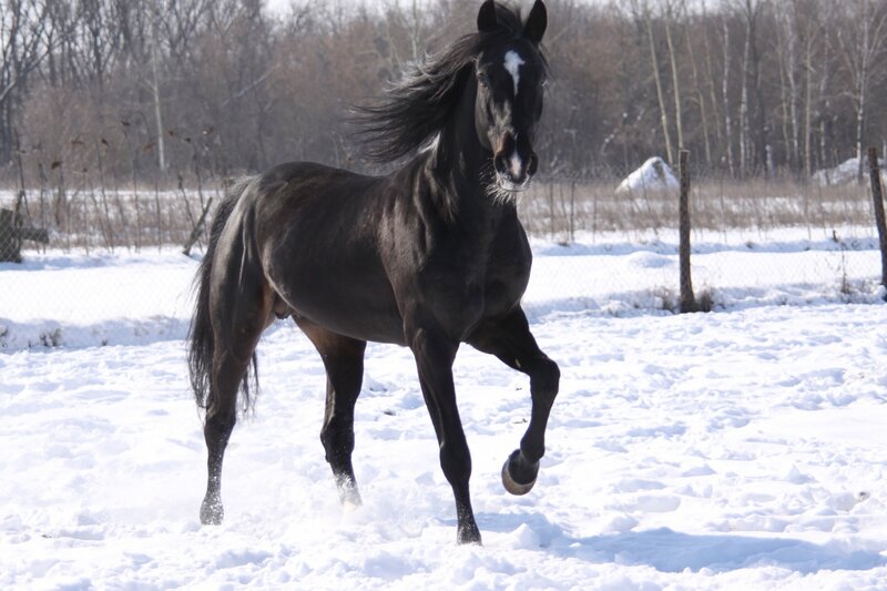 Black Horse Running in Snow