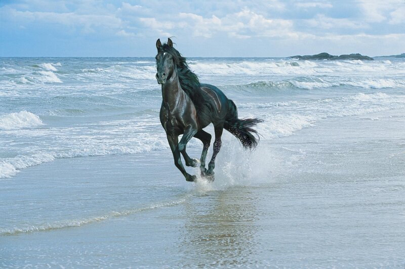 Black horse running on beach
