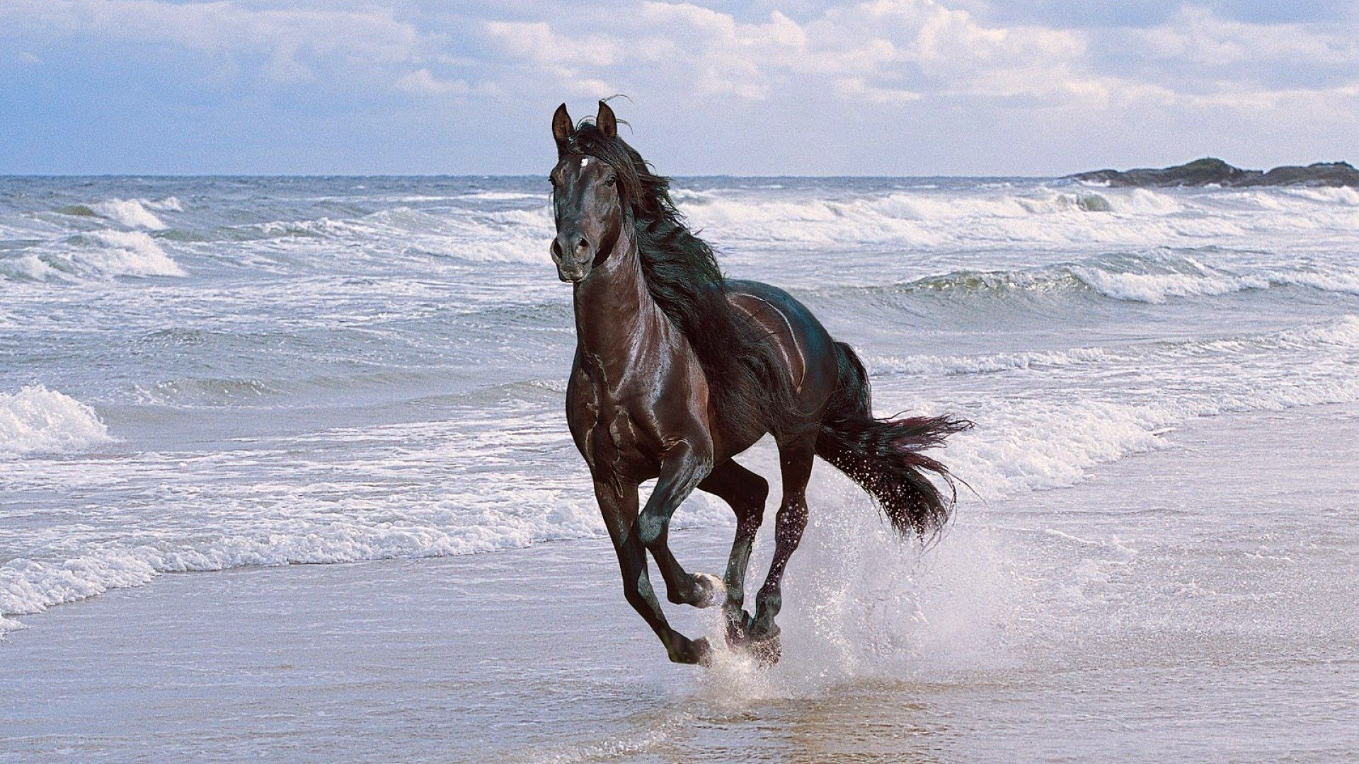 Black horse running on beach