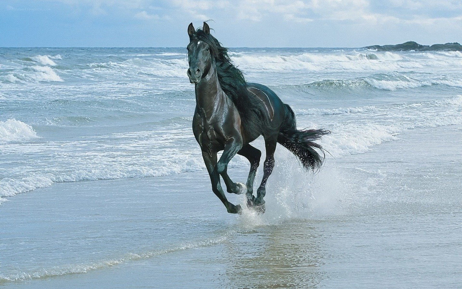 black horse running on beach