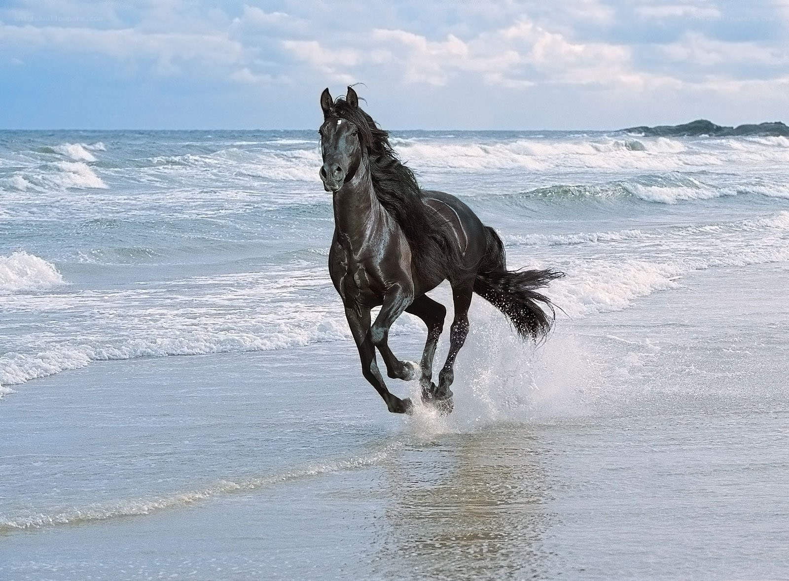 black horse running on beach