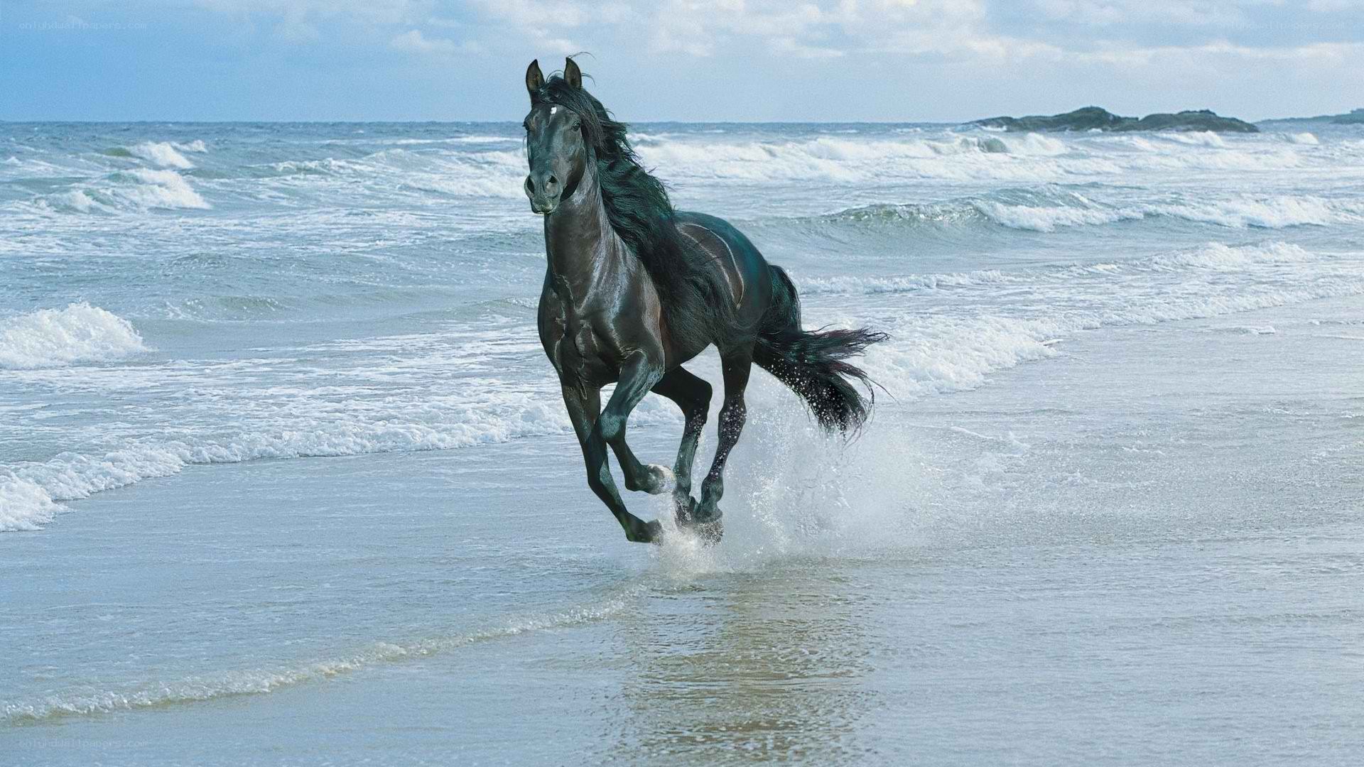 black horse running on beach