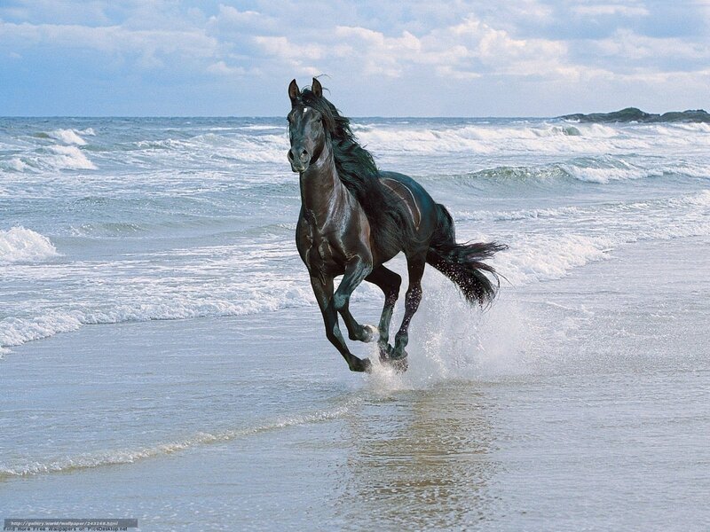 Black Horse Running on Beach — Dynamic