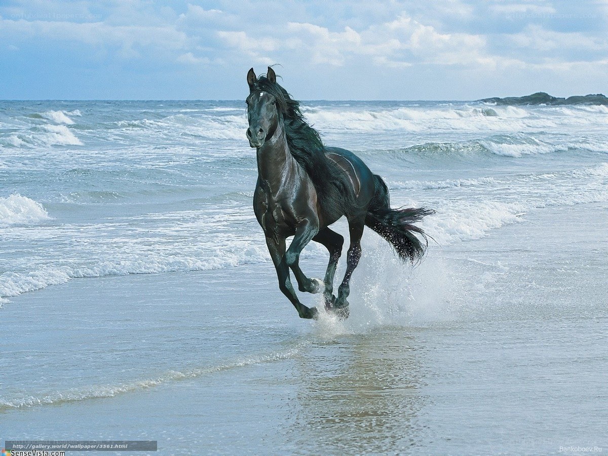 Black horse running on beach