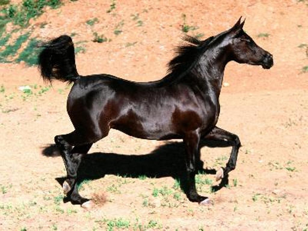black horse running on dirt