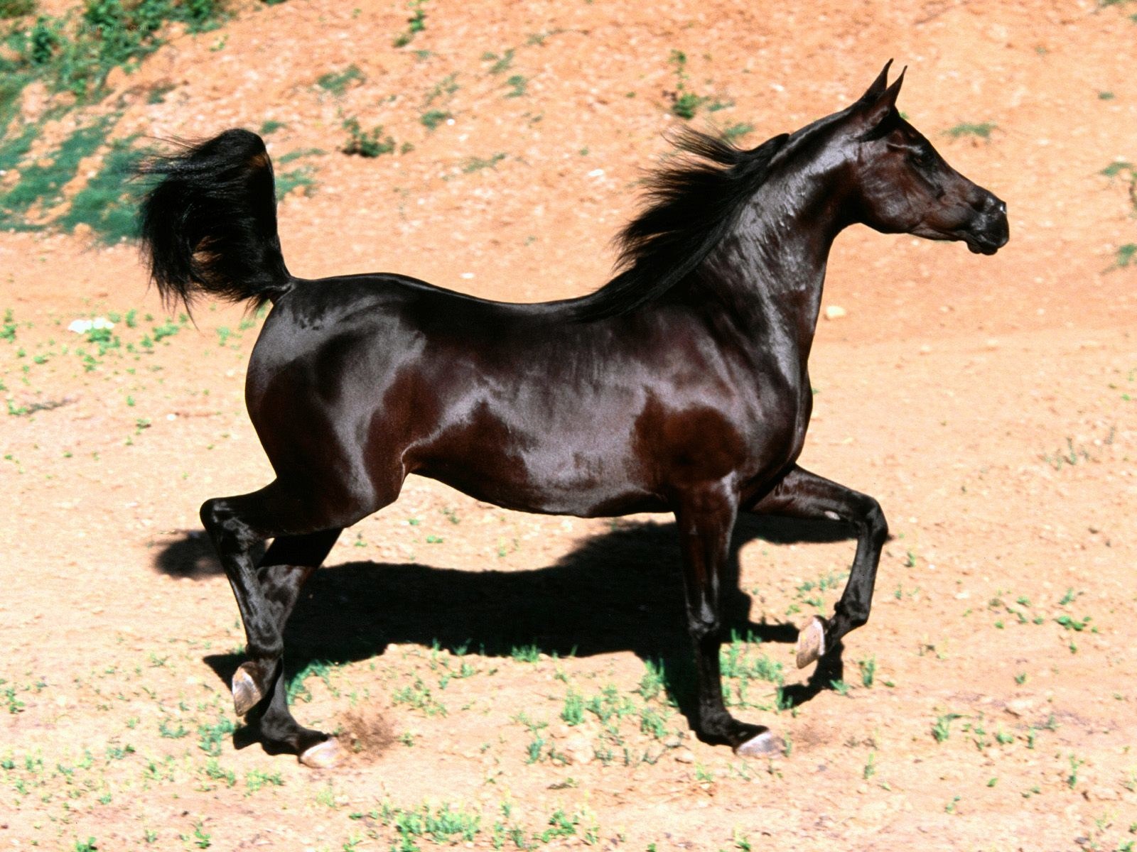 black horse running on dirt