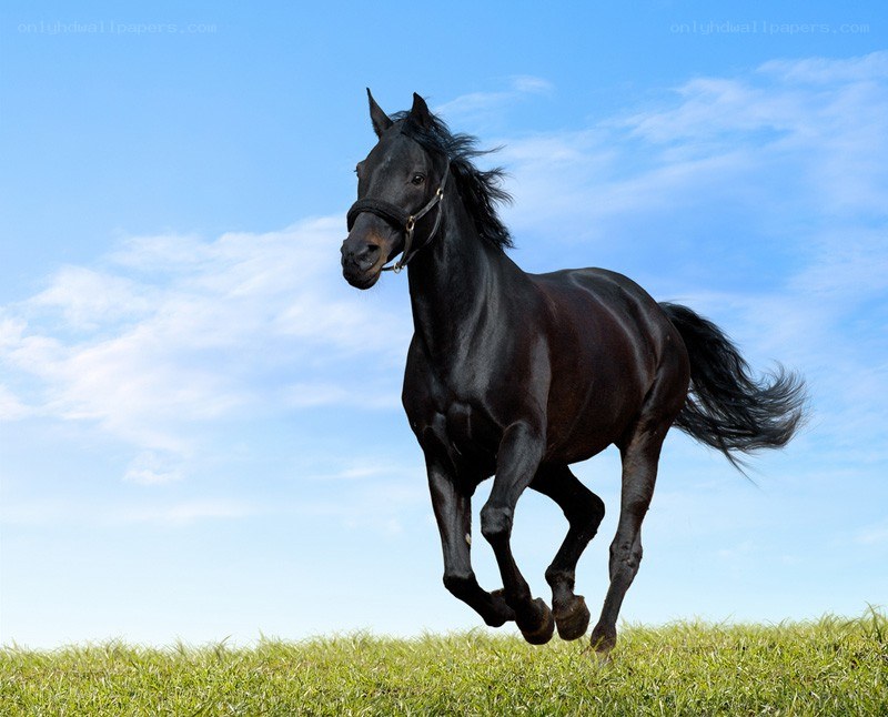 Black horse running on grass