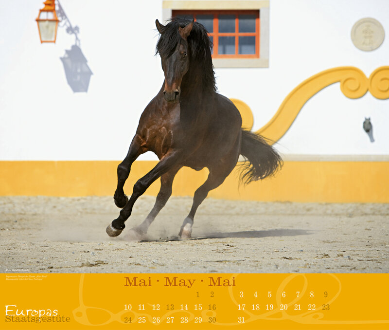 Black horse running on sand