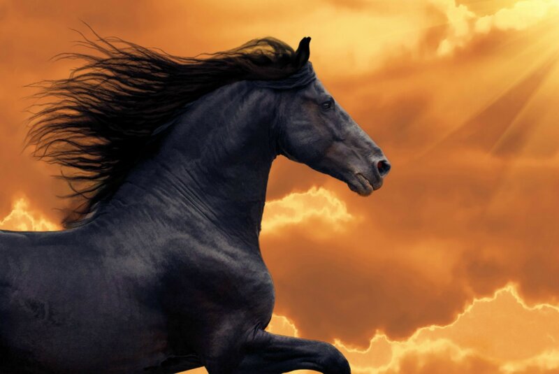 Black Horse Running — Orange, Dramatic, Sunset