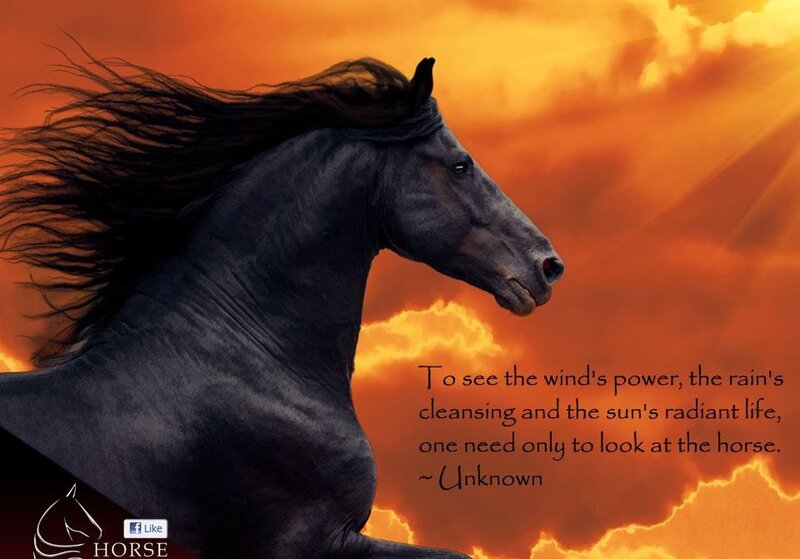 Black Horse Running — Orange