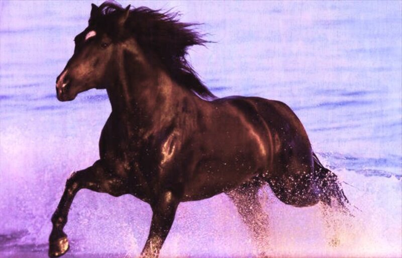Black Horse Running — Purple, Dynamic
