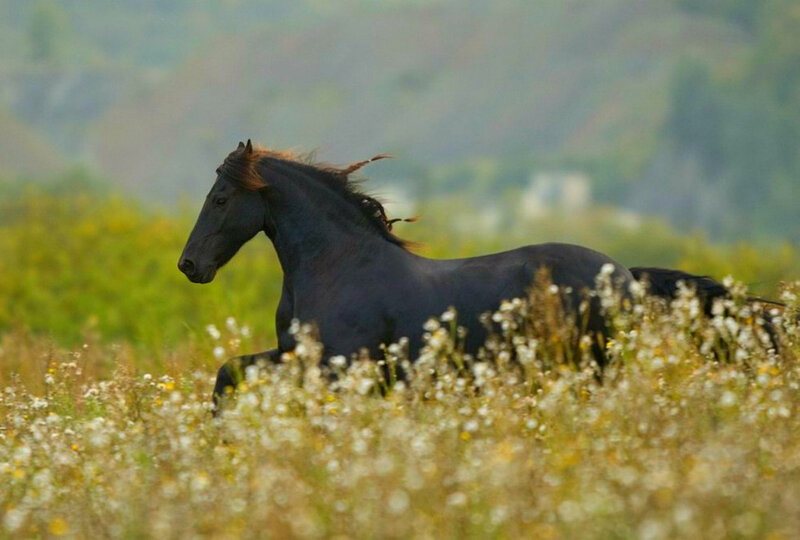 Black Horse Running — Serene, Afternoon