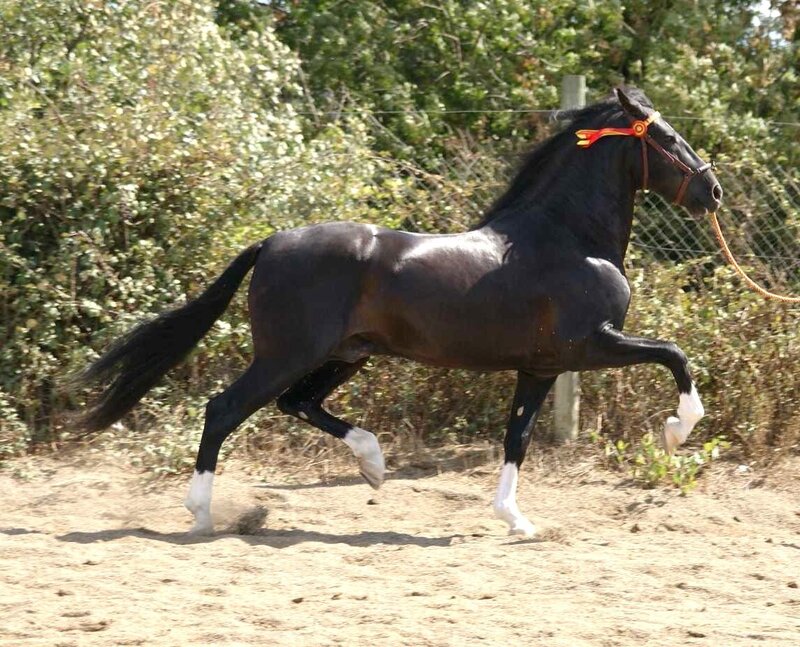 Black Horse Running
