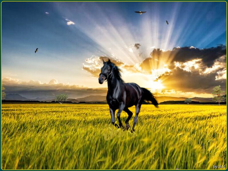 Black Horse Running — Yellow, Dramatic, Sunset, Digital Art