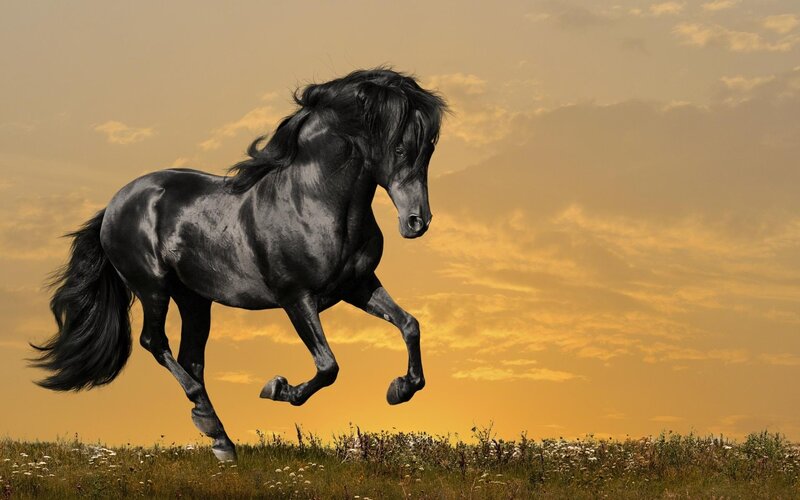 Black Horse Running — Yellow, Dramatic, Sunset, Photograph, Field, Sky