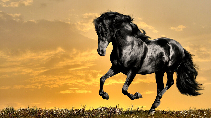 Black Horse Running — Yellow, Dramatic, Sunset, Photograph