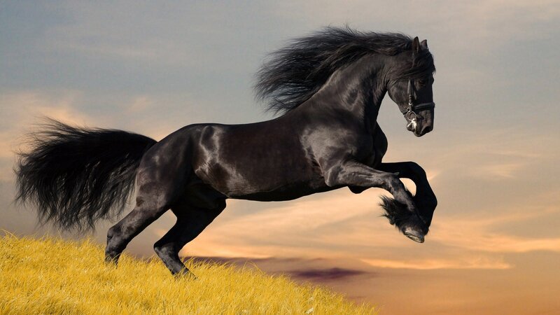 Black Horse Running — Yellow, Dramatic, Sunset