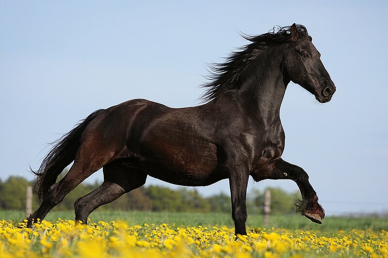 Black Horse Running — Yellow, Dynamic, Spring