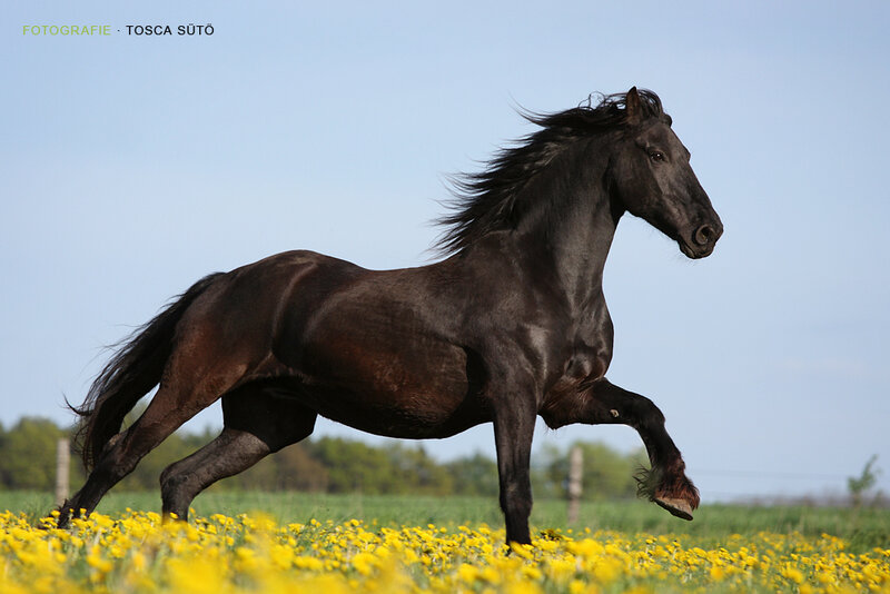 Black Horse Running — Yellow, Dynamic