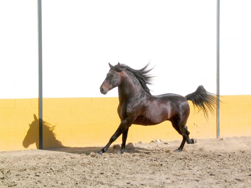 Black Horse Running — Yellow