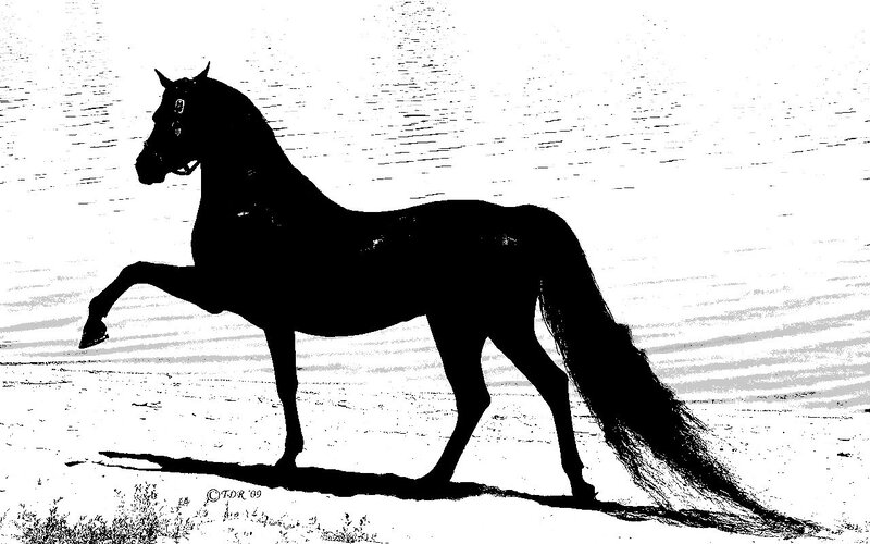 Black Horse Silhouette — Dramatic