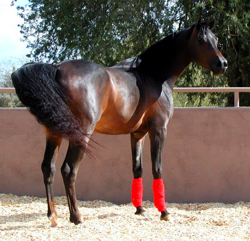 Black Horse Standing — Brown, Calm