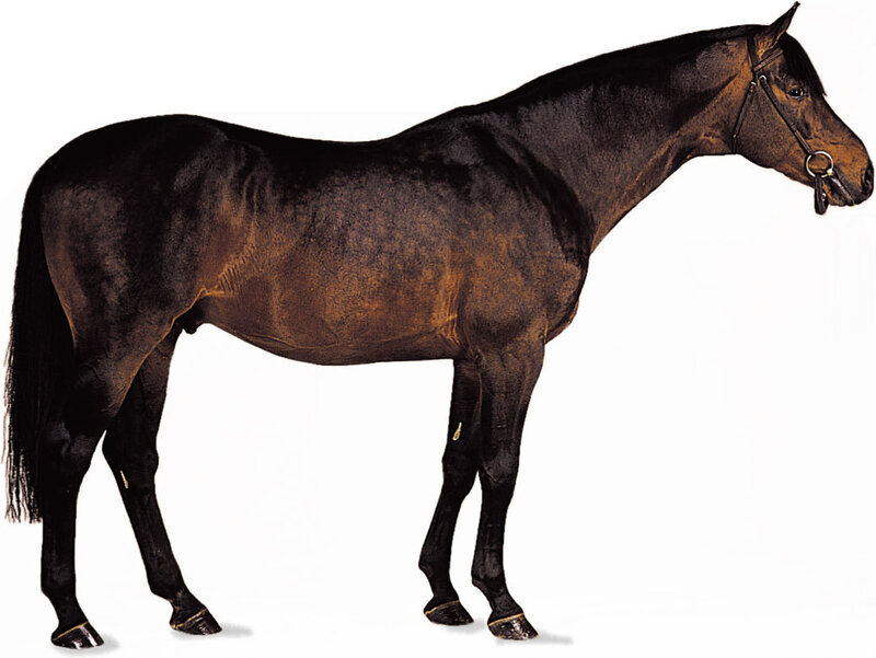 Black Horse Standing — Brown, Neutral, Photograph