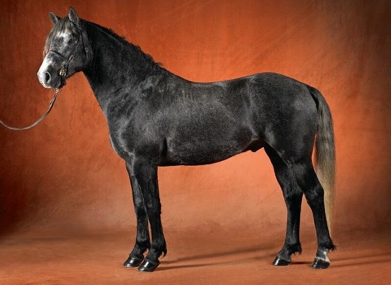 Black Horse Standing — Brown, Neutral