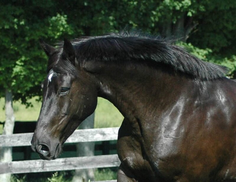 Black Horse Standing — Brown