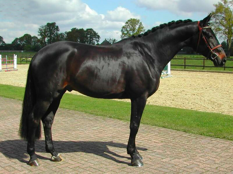 Black Horse Standing — Calm, Afternoon, Photograph, Bridle